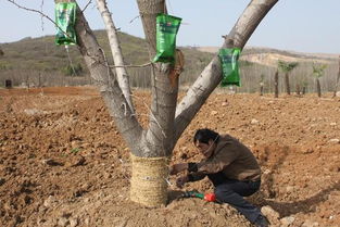 大樹移栽圖冊(cè) 園林綠化工程施工指南